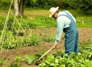 7421443-man-weeding-vegetable-plants-in-his-family-garden