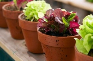 Plants-in-pots