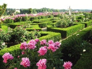 Rose-garden-Boboli-gardens-Florence-Italy-1024x768