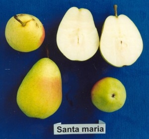 Santa_Maria