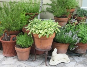 herbs-in-pots(1)