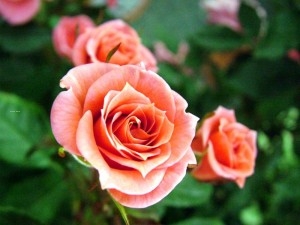 marry-me-rose