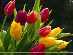 tulips-8h